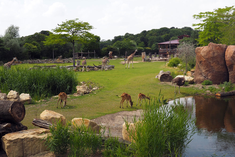 Die Bewohner der Kiwara Savanne. Foto: Zoo Leipzig