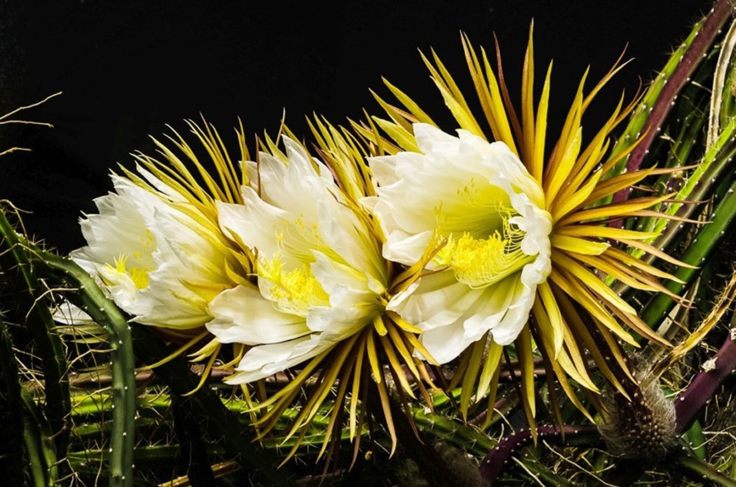 Seltenes Schauspiel: Die "Königin der Nacht" in prächtiger Blüte. Foto: Botanischer Garten/Wolfgang Teschner