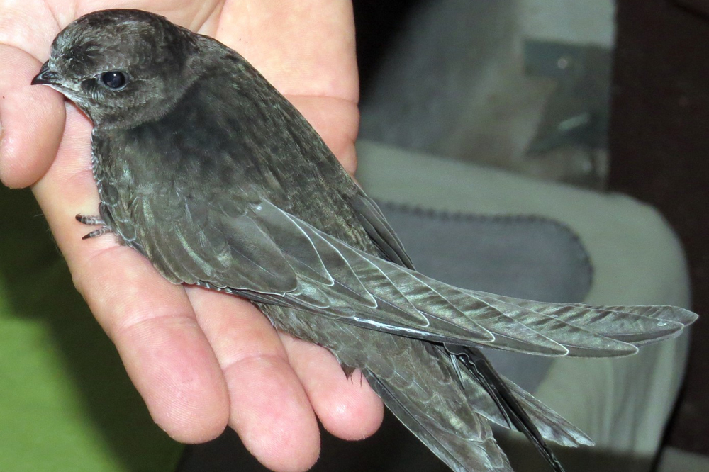 Beim Mauerseglertag gibt es Informationen über die Pflege hilfsbedürftiger Mauersegler. Das ist eine arbeits- und kostenintensive Aufgabe, die Tierfreunde in Leipzig ehrenamtlich übernommen haben. Foto: NABU Leipzig