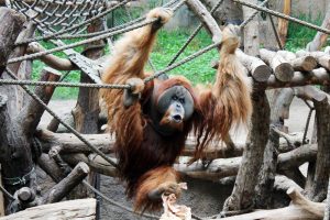 Schwungvoll ins Wochenende - Bimbo freut sich auf viele Besucher bei den Orang-Utan-Tagen. Foto: Zoo Leipzig