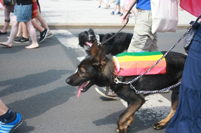 Regenbogenhund. Foto: Alexander Böhm