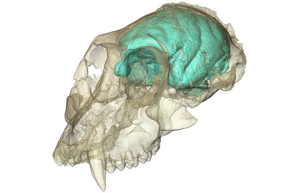 Dreidimensionales Computermodell des winzigen, aber komplexen Gehirns von Victoriapithecus. Foto: MPI für evolutionäre Anthropologie/ F. Spoor