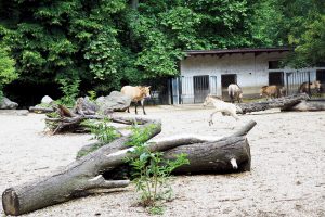 Wildpferdjungtier auf der Außenanlage. Foto: Zoo Leipzig