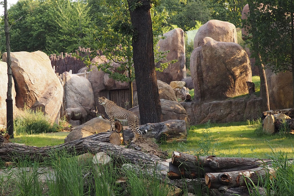 Geparden und Nashornbulle Ndugu gemeinsam auf der Freianlage der Kiwara-Kopje. Foto: Zoo Leipzig