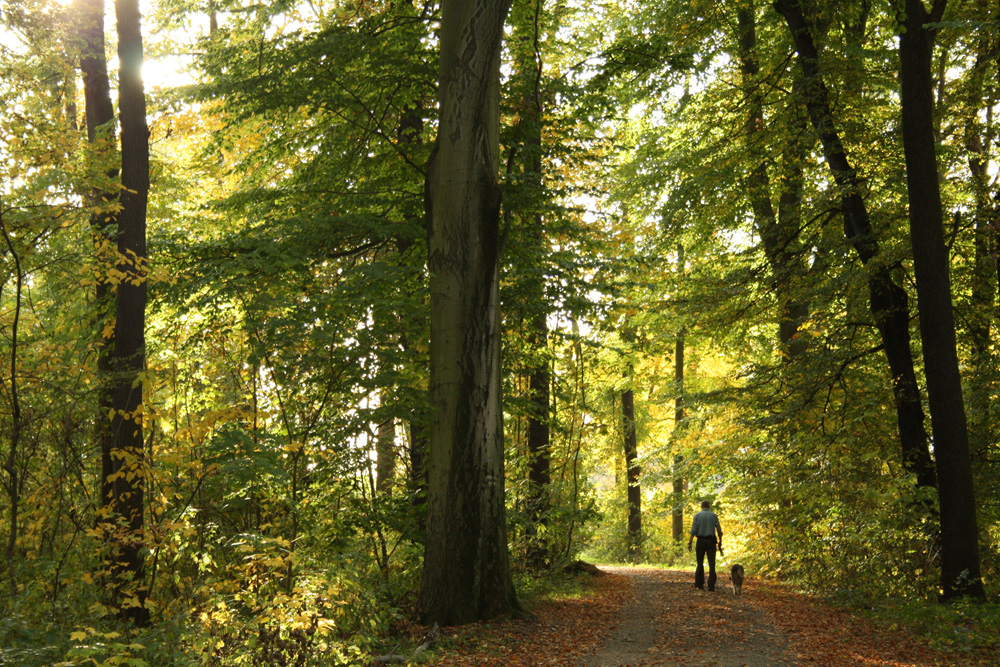 Rettung für viele Hitzegeplagte: der Leipziger Auwald. Foto: Ralf Julke