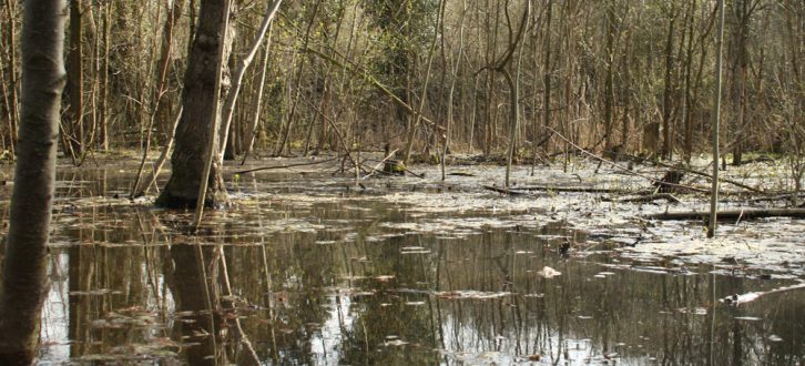 Auenwald im Wasser: Der Leipziger Auenwald steht natürlich fast am Ende der Ereigniskette. Viel wichtiger für den Hochwasserschutz sind die Waldbestände in den Hochwasserentstehungsgebieten. Foto: Ralf Julke