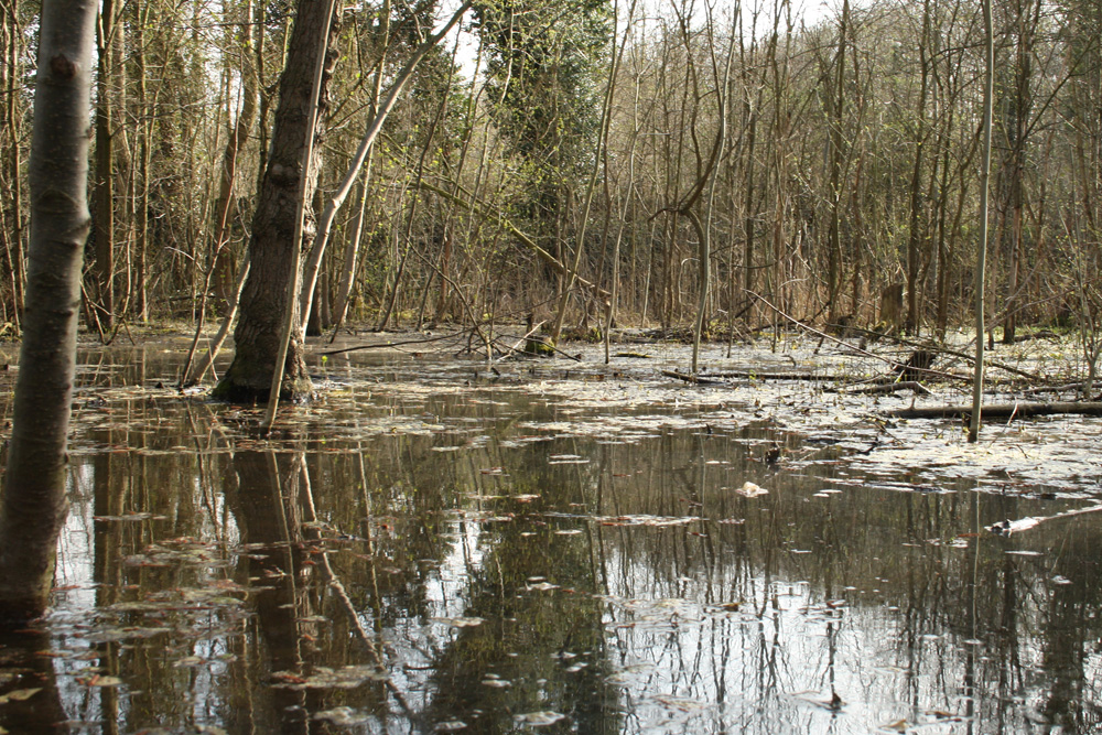 Auenwald im Wasser: Der Leipziger Auenwald steht natürlich fast am Ende der Ereigniskette. Viel wichtiger für den Hochwasserschutz sind die Waldbestände in den Hochwasserentstehungsgebieten. Foto: Ralf Julke