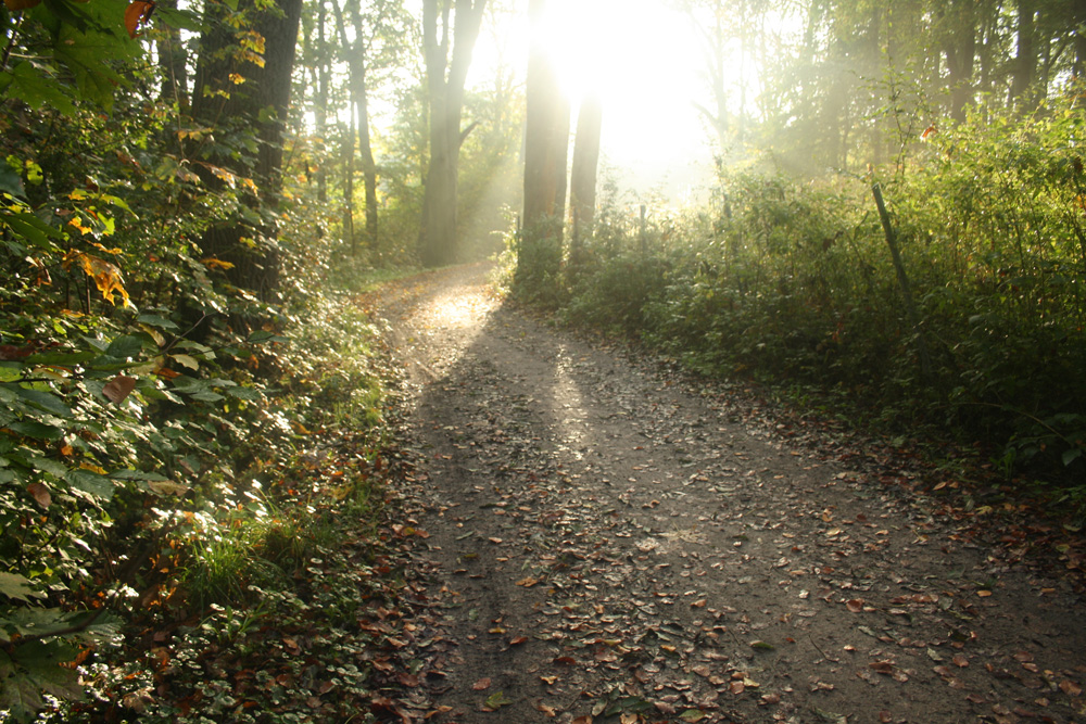 Schattiges Plätzchen auch im Sommer: der Leipziger Auwald. Foto: Ralf Julke
