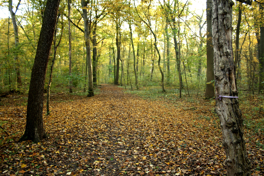 Laubwald in der Leipziger Burgaue. Foto: Ralf Julke