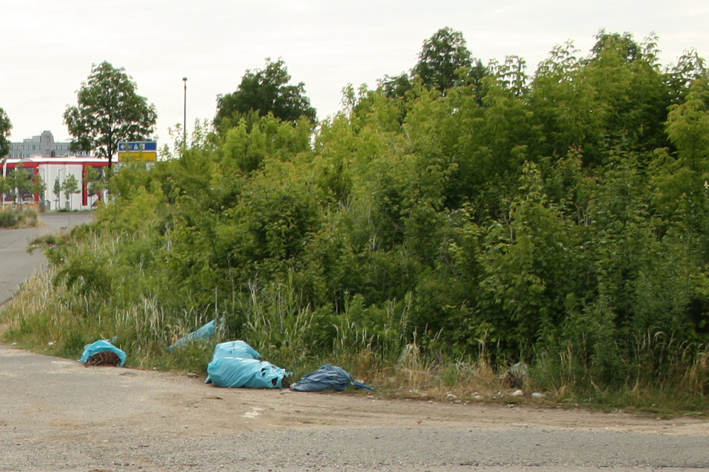 Wer weiß schon, was für Pflanzen sich in diesem Dickicht angesiedelt haben? Foto: Ralf Julke