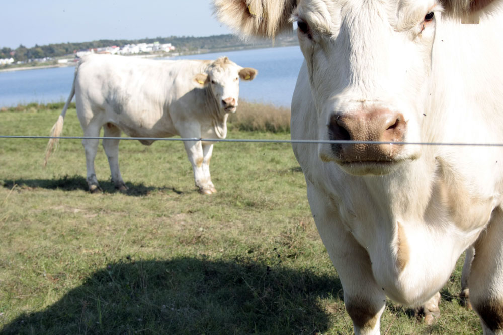 2015 Jahre nach der berühmten Nummer in Bethlehem: Unser Stall ist leider schon voll – bitte flüchten Sie weiter. Foto: Daniel Thalheim