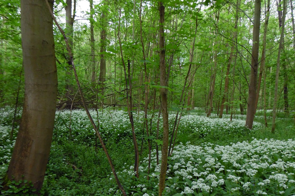 Ein typisches Bild des Leipziger Auwaldes - aber ist das eigentlich natürlich? Foto: M.Vlaic I NABU Sachsen