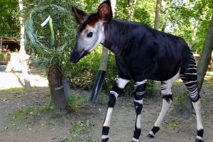 Okapi Abeni mit einem Geburtstagsweidenkranz im Gehege. Foto: Zoo Leipzig