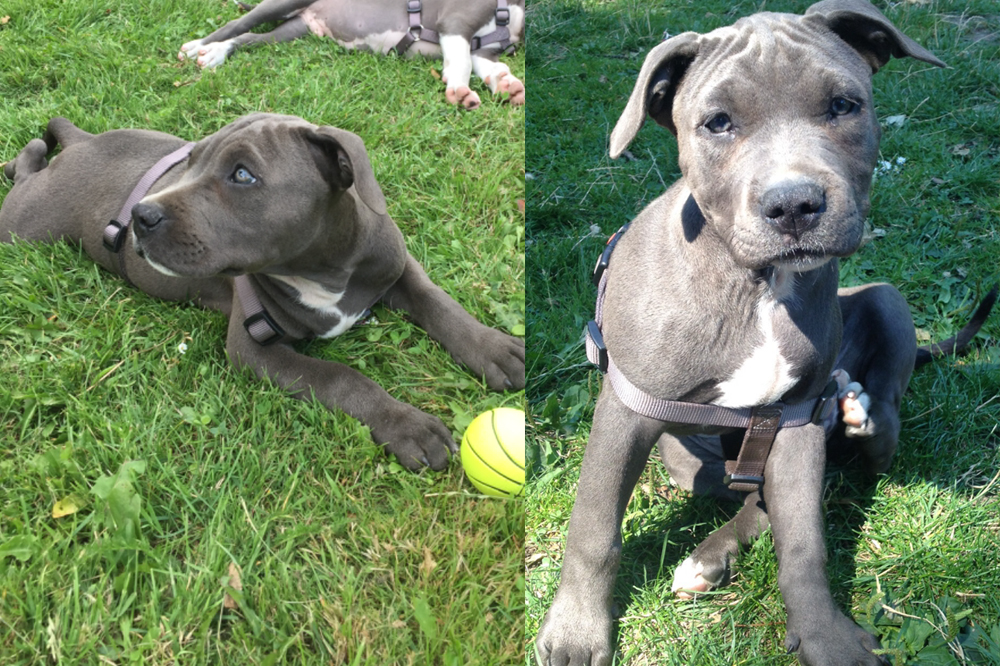 Dieser Welpe wurde gestohlen. Foto: PD Leipzig