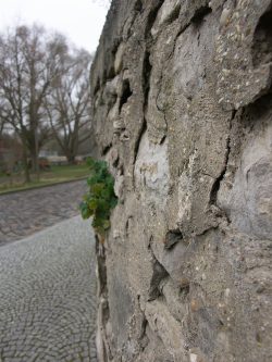 Alte Schloss-Mauer mit frischem Grün. Foto: Karsten Pietsch