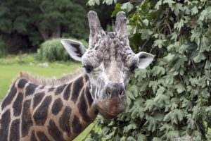 Giraffenbulle Max wird 20. Foto: Zoo Leipzig