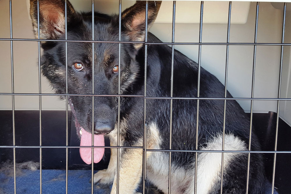 Die Polizei sucht nun nach den Haltern der Schäferhündin. Foto: PD Leipzig