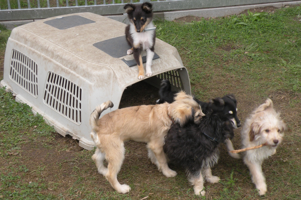 Haben im Leipziger Tierheim Zuflucht gefunden: eine Handvoll junger Hunde. Foto: Marko Hofmann