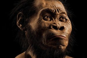 Modellierter Kopf von Homo naledi. Rund 700 Stunden Arbeit kostete es den Paläokünstler John Gurche, den Kopf aus den erhaltenen Knochen zu rekonstruieren. (aus der Oktober-Ausgabe von National Geographic). Foto: Mark Thiessen/National Geographic
