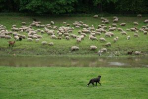 Ich hab ja nix gegen Schafe, aber … Foto: Daniel Thalheim