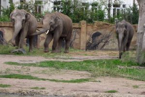 Voi Nam mit den Elefantenkühen vergesellschaftet. Foto: Zoo Leipzig