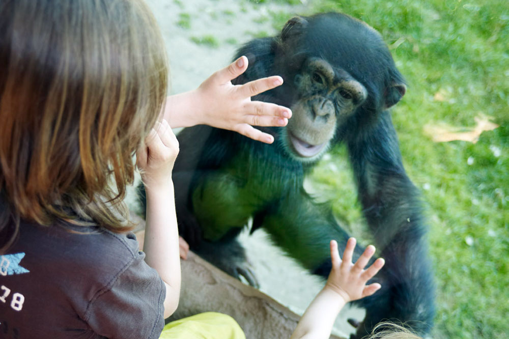 Bei den Entdeckertagen die Affenarten kennenlernen. Foto: Zoo Leipzig