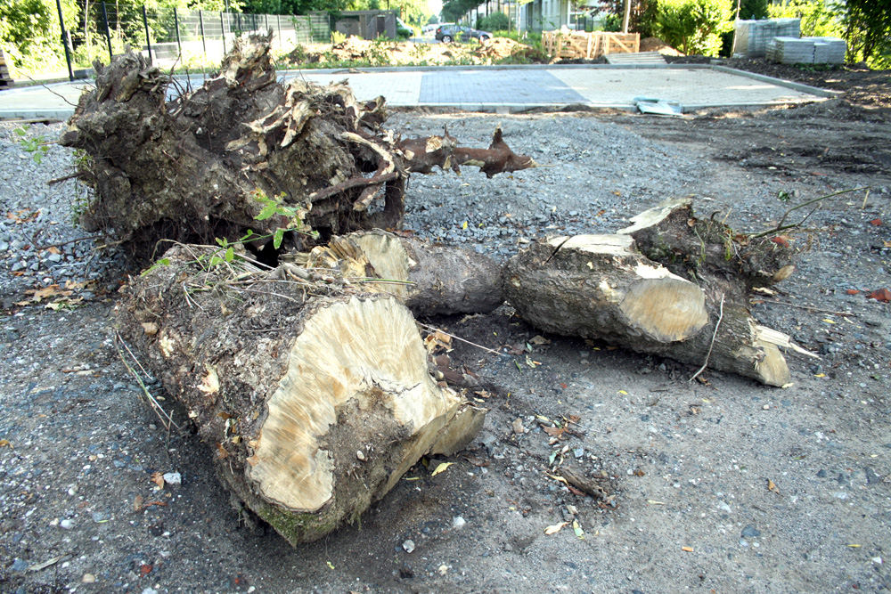 Nach wie vor fallen in Leipzig Bäume für neue Park- und Abstellflächen. Foto: Ralf Julke
