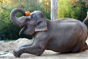 Elefantenkuh ist für Thura Halloween schon gewappnet, Foto: Zoo Leipzig