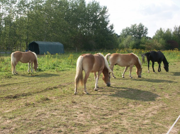 Nebenan: ländliche Beschaulichkeit mit grasenden Pferden. Foto: Karsten Pietsch