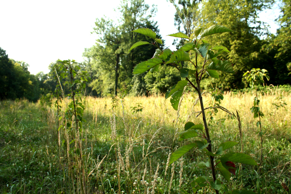 Auf einer Abrissbrache in Leipzig-Connewitz wächst ein neues Wäldchen. Foto: Ralf Julke