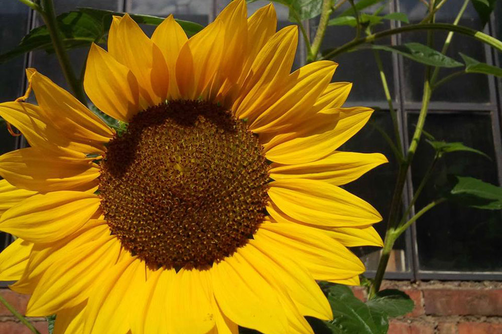 Weil heute dein Geburtstag ist ... Foto: Daniel Thalheim