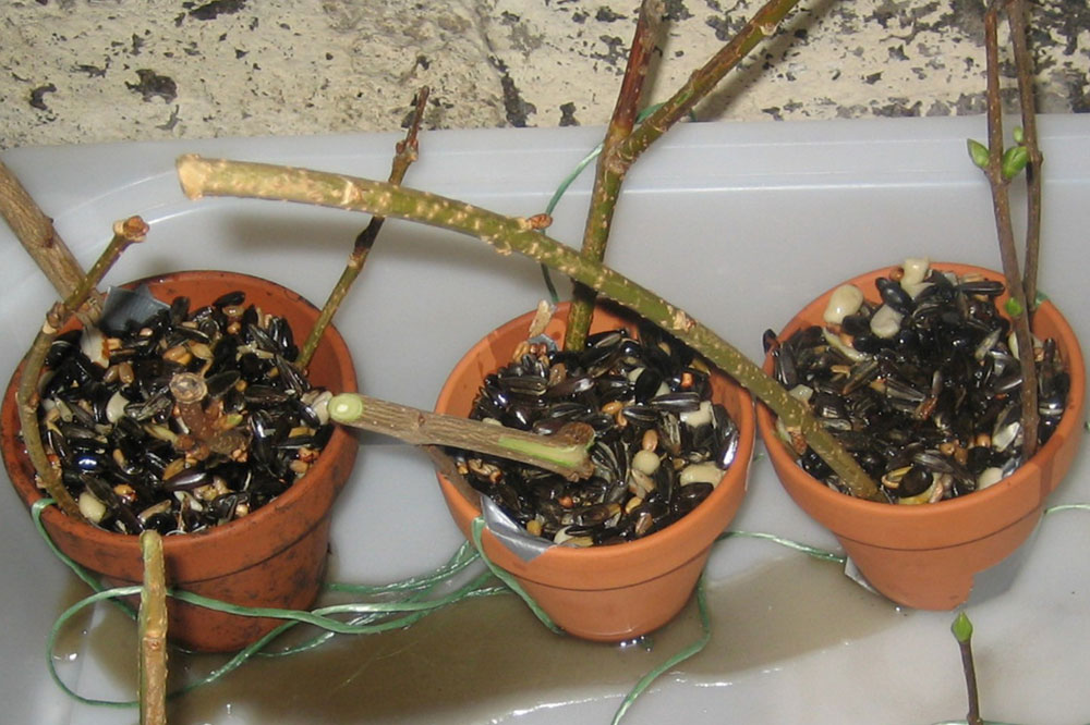 Selbstgebastelte Futterglocken mit einer artgerechten Vogelfuttermischung kann man an geeigneten Stellen im Freien aufhängen und so den Tieren in der kalten Jahreszeit helfen. Foto: Christoph Knappe