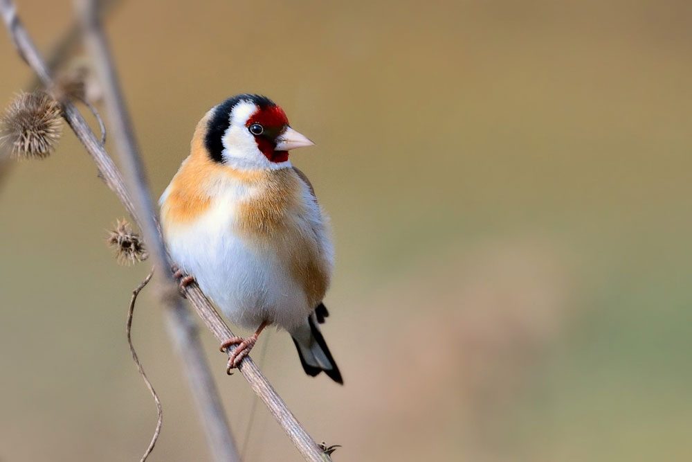 Der Stieglitz (Carduelis carduelis) ist Vogel des Jahres 2016. Foto: Peter Kühn