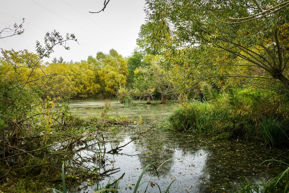Die Papitzer Lachen. Foto: NABU Sachsen