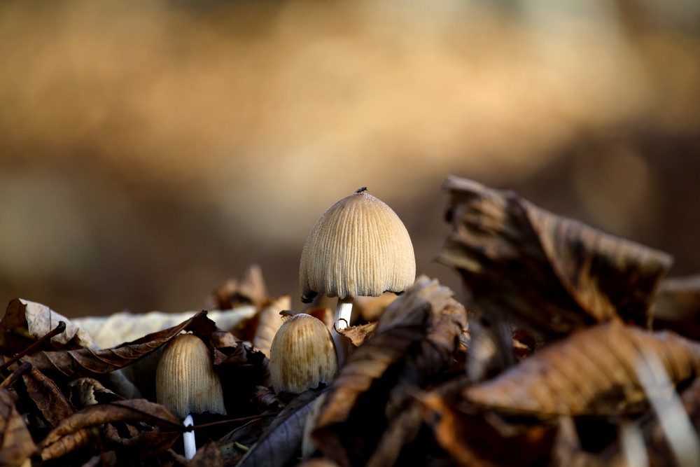 Pilze. Foto: Alexander Böhm