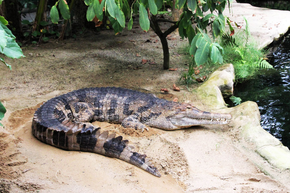 Sunda-Gavial De Gaulle in Gondwanaland. Foto: Zoo Leipzig