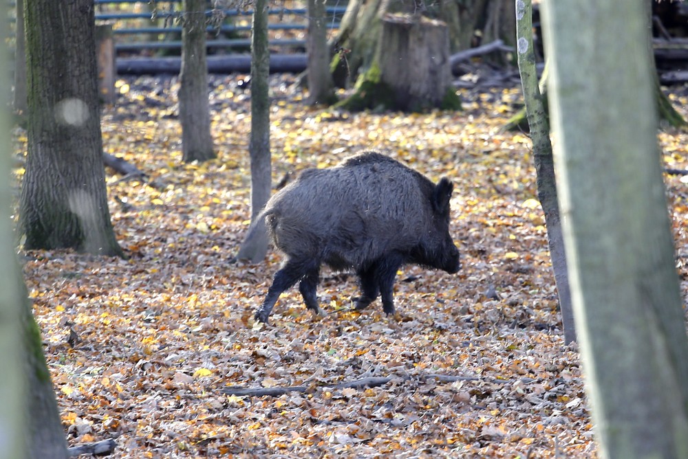 Wildschwein im Wildpark. Foto: Alexander Böhm
