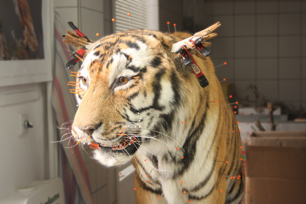 Arbeitsstand des sibirischen Tigers im Mai. Foto: Alexander Böhm
