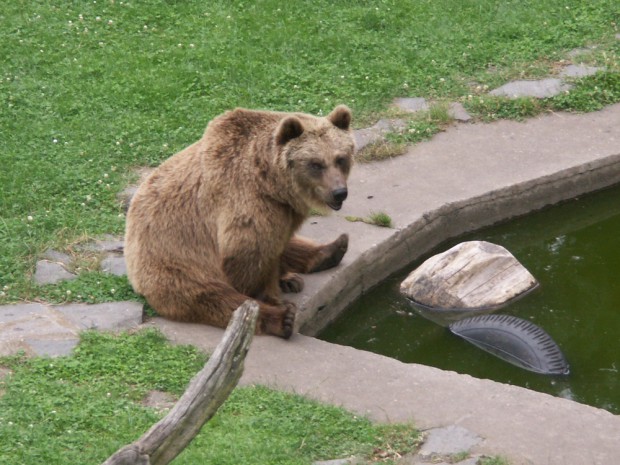 Da lacht der Bär! Und beobachtet die Menschen hoch oben auf der Brücke am Torgauer Schloss Hartenfels. „Unsere Bären bekommen genügend Futter!“ steht auf einem Hinweisschild für Menschen. Geldspenden sind willkommen! Spezialität im Sommer: Eimer Wasser, Fische, Obst. Gefroren, ohne Eimer servieren. Foto: Karsten Pietsch