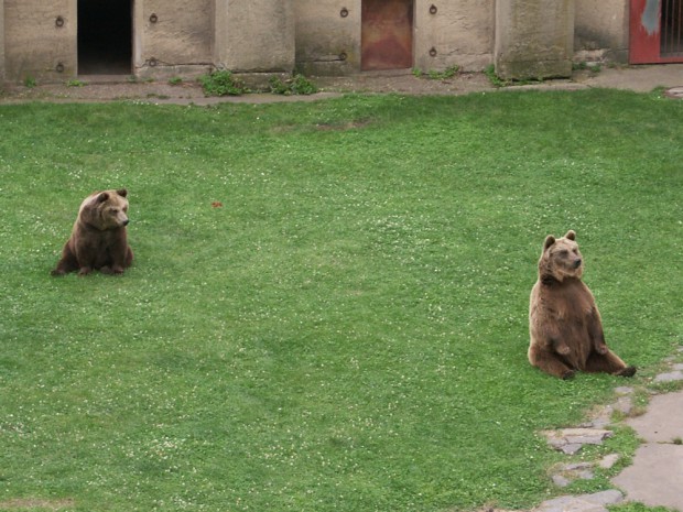 Torgau. Einst waren es diese zwei Bären-Damen, nun toben schon drei Petze durch den Bärenzwinger des altehrwürdigen Schlosses Hartenfels, heute Landratsamt. Foto: Karsten Pietsch