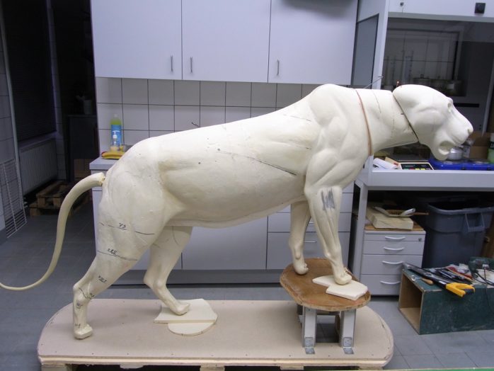 Der Kunststoffkörper des Tigers. Foto: Naturkundemuseum Leipzig