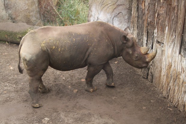 Ist er schüchtern? - Ndugu in seiner Lieblingsecke. Foto: Ralf Julke