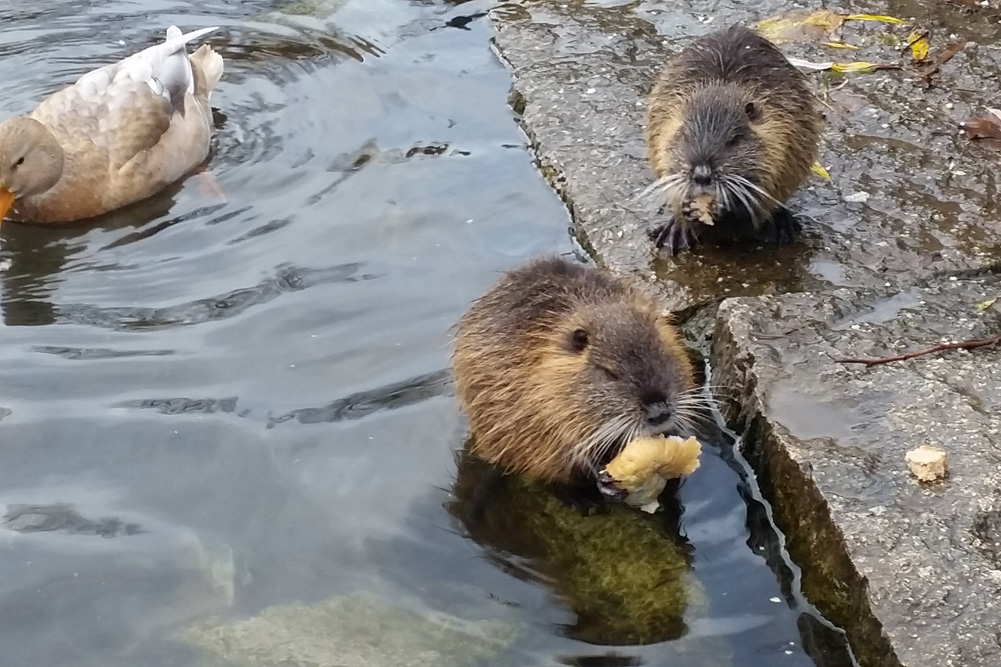 Nutrias am Karl-Heine-Kanal beim Brötchenfressen. Foto: Marko: Hofmann