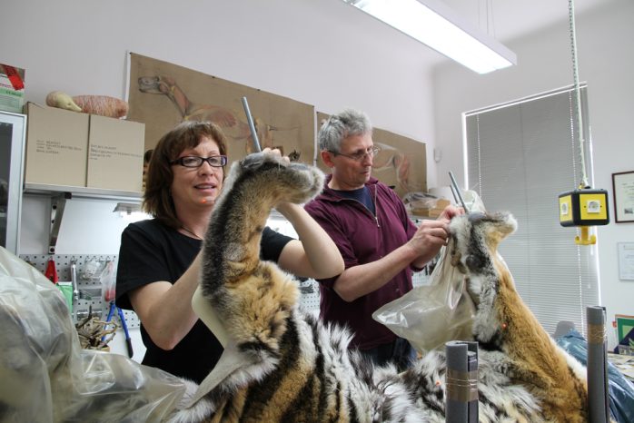 Präparatoren Anett Rode-Weingarten und René Diebitz bei der Arbeit. Foto: Naturkundemuseum Leipzig