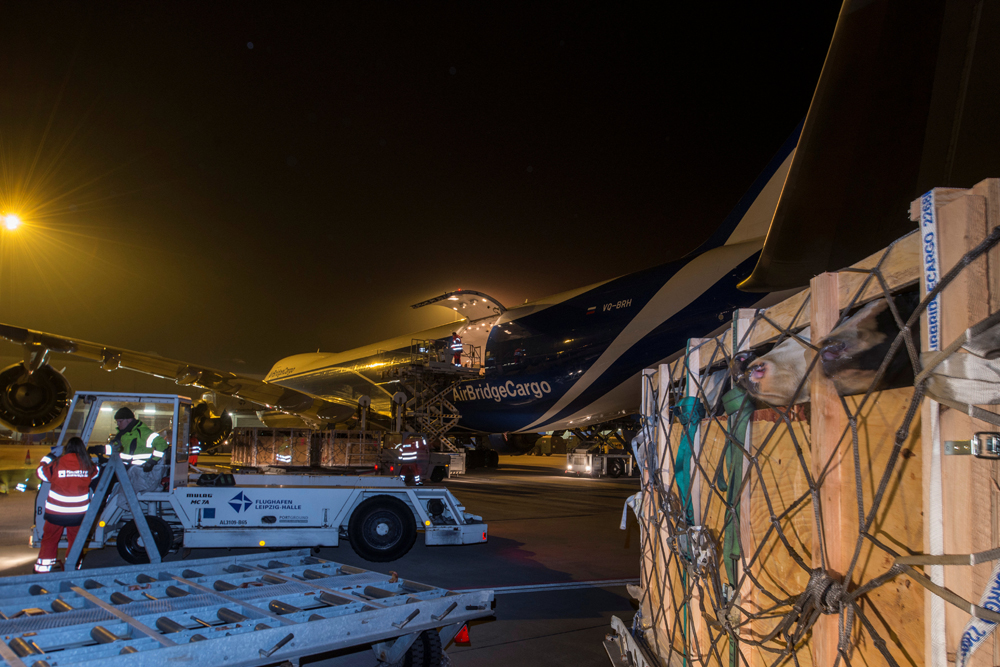 Rinderverladung Loading Cattle. Foto: Leipzig/Halle Airport