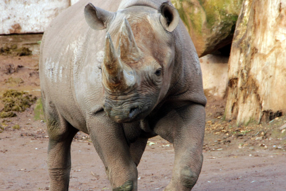Nashornweibchen Saba im Zoo Hannover. Foto: Erlebnis-Zoo Hannover