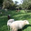 Auch die Haltung von Schafen und Ziegen wird vom Veterinär- und Lebensmittelaufsichtsamt kontrolliert. Foto: Matthias Weidemann
