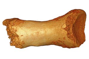 Ein Zehenknochen aus der Denisova-Höhle. Foto: MPI für evolutionäre Anthropologie/ B. Viola
