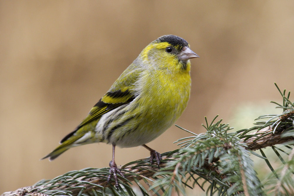 Erlenzeisig ist der „Shooting Star“ des Winters. Foto: Frank Hecker