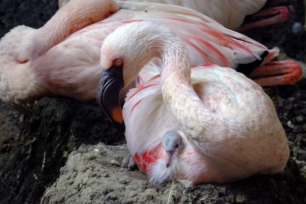 Flamingonachwuchs 2016. Foto: Zoo Leipzig